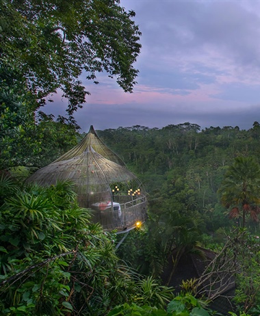 Tree Restaurant